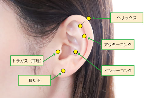 耳介軟骨の部位