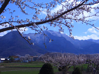 桜と杏と雪の奇妙山