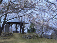 象山山頂の桜三分咲き