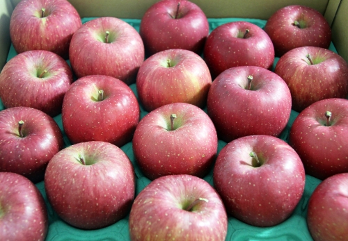 「長野県りんごの日」JAグリーン長野よりりんごが寄贈されました