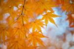 フォトクラブ写楽夢21 写真展