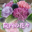 院内の花々
