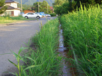 加賀井温泉地区の側溝を流れる特徴的なオレンジ色の元湯
