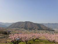アンズの花と霊峰皆神山
