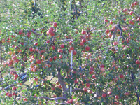 長野といえばリンゴ。もちろん、松代町内でも栽培されています