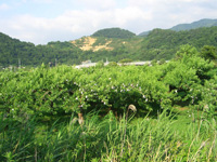 川向かいの川中島(桃の一大名産地)にも負けない松代の桃