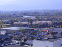 屋上から眺める桜の松代城趾