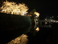 松代城趾のお堀に映った夜桜