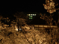 城内の桜も遅くまで見学できます(正面に見えているのは当院)