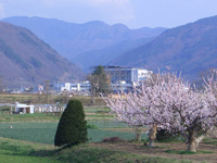 あんずの花と松代病院(左手は皆神山)