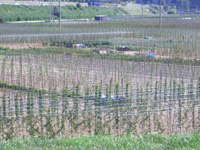 世界の長芋の大部分は松代で作られているのかと疑う光景