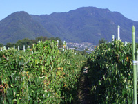 長芋と尼厳山と奇妙山