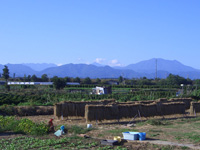 稲わら長芋北信五岳