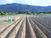 何も生えていない7月の長芋畑