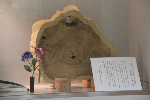 平成27年善光寺御開帳回向柱の切り株を展示しております