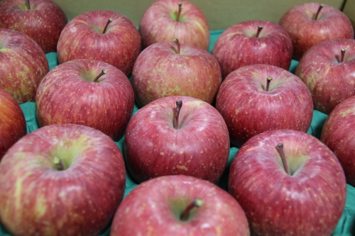 「長野県りんごの日」りんご贈呈式が行われました