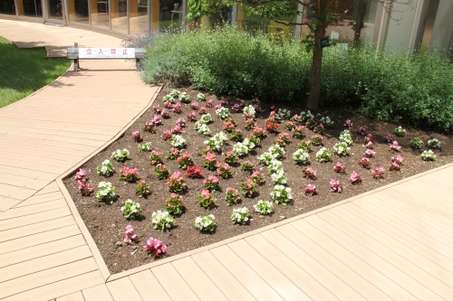 中庭花壇の植替えを行いました