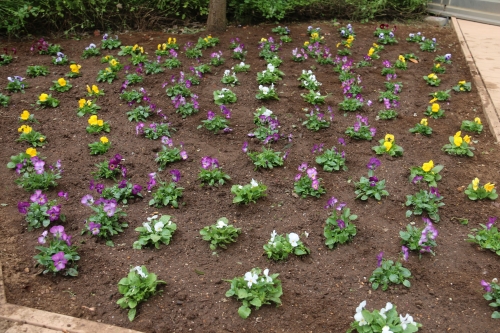 中庭花壇の花の植替えが行われました