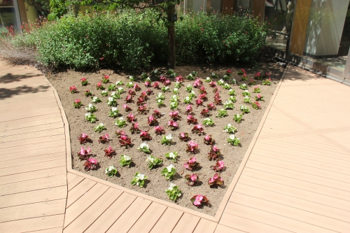 中庭パティオの花壇の植替えを行いました