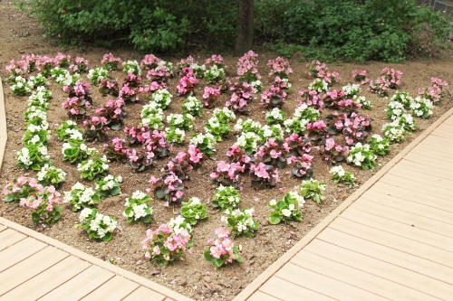 中庭パティオの花壇の植替えを行いました