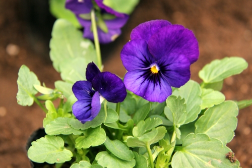 中庭パティオの花壇の植替えが行われました(10/26)