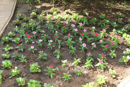 中庭パティオの花壇の植替えが行われました(6/15)