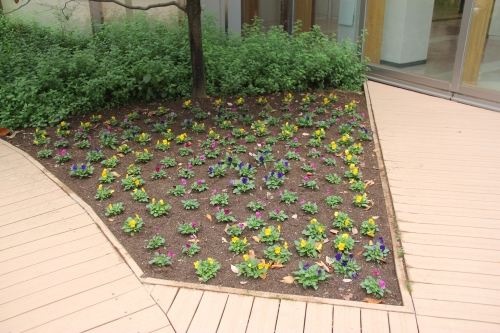 園芸福祉あんずの会感謝状贈呈式、中庭パティオの花壇の植替えを行いました(10/22)