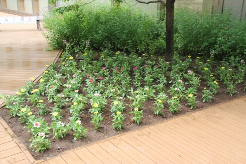 中庭花壇の植え替えを行いました(6/10)