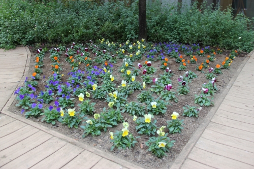 中庭花壇の植え替えを行いました(10/28)