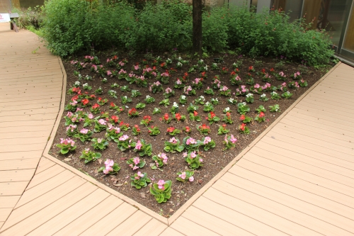 中庭花壇の植え替えを行いました(5/24)
