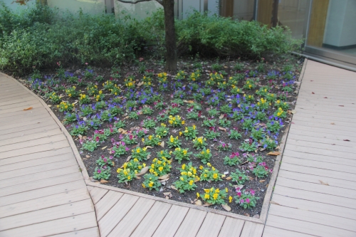 中庭花壇の植え替えを行いました(10/25)