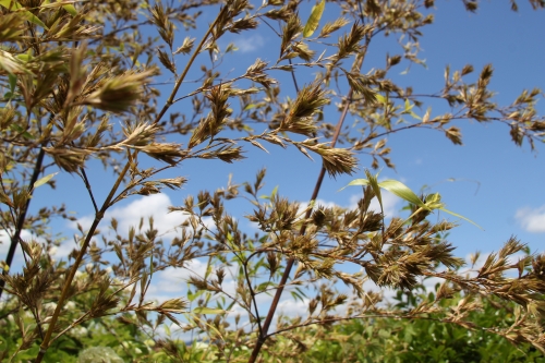 120年に一度?! 屋上庭園の竹の花が咲きました