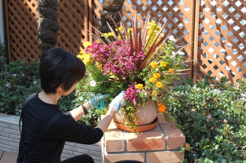 ボランティアの皆さんによる屋上庭園の花の植替え